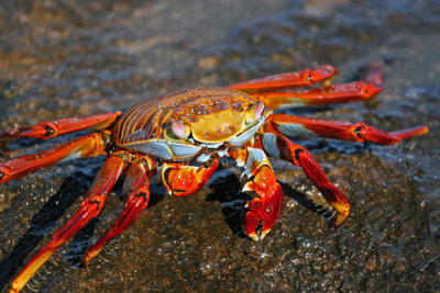 SALLY LIGHTFOOT CRAB  (Grapsus grapsus)  893c