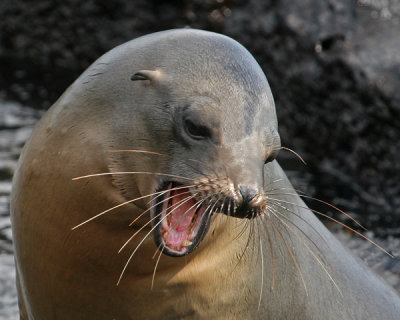 GALAPAGOS SEA LION 566C