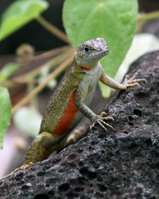 LAVA LIZARD  (Tropidurus)  509CC