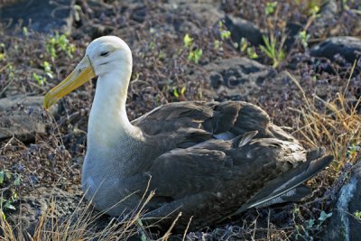 WAVED ALBATROSS 776c