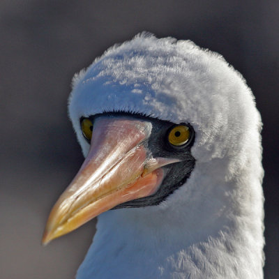 MASKED BOOBY 821c