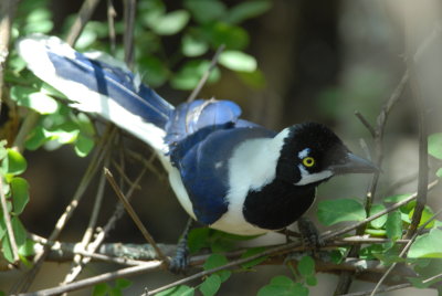 Whit-tailed Jay