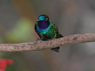 Purple-throated Sunangel