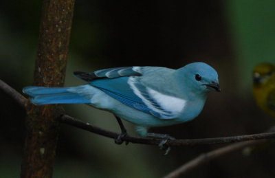 Blue-gray Tanager