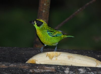 Green and gold Tanager