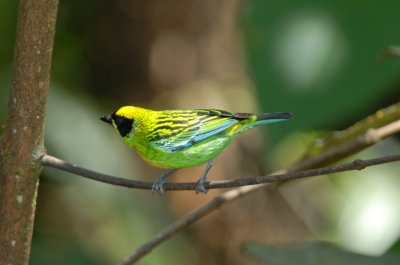 Green and gold Tanager