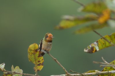 Spangled Coquette (female)