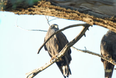 arizona_birds_2009