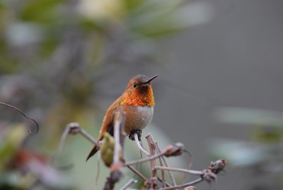 Rufous Hummingbird