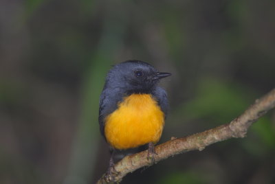 Costa Rica Birds