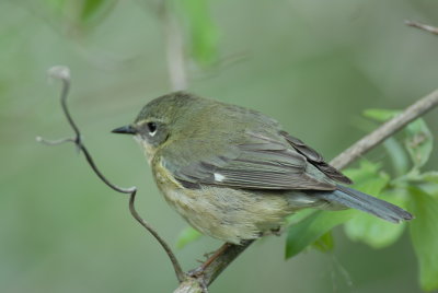 Black-throated Blue Warbler (female)