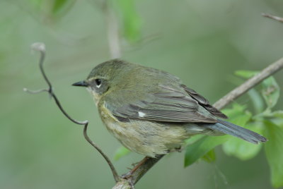 Black-throated Blue Warbler (female)