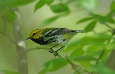 Black-throated Green Warbler