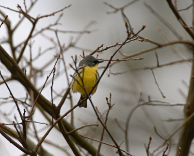 Kirtland's Warbler