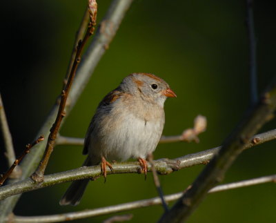 Field Sparrow