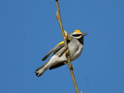 Golden-winged Warbler