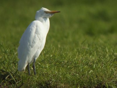 Koereiger / Cattle Egret