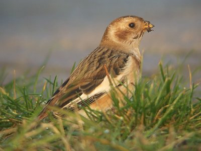 Sneeuwgors / Snow Bunting
