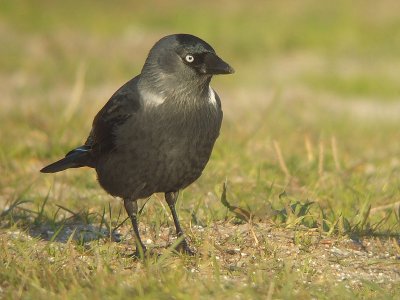 Kauw / Jackdaw