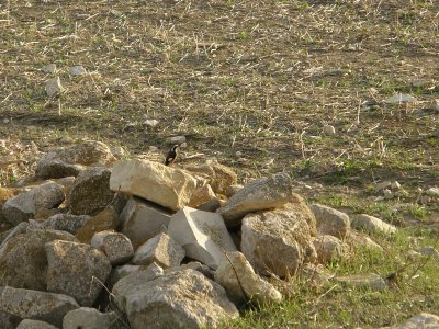 Moussiers Redstart (male)