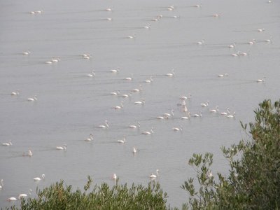 Flamingoes