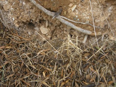 nest of Moussiers Redstart