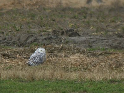 Sneeuwuil / Snowy Owl