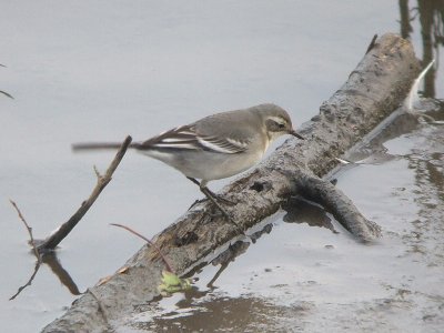 Citroenkwikstaart / Citrine Wagtail