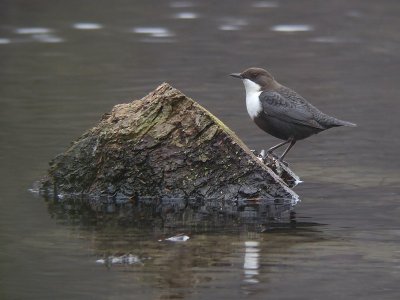 Waterspreeuw / Dipper
