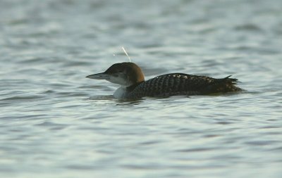 IJsduiker / Great Northern Diver