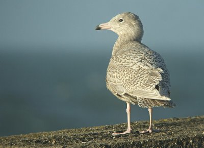 Grote Burgemeester / Glaucous Gull