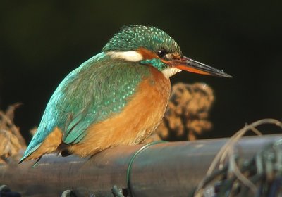 IJsvogel / Kingfisher