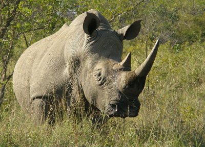 Mammals in South-Africa