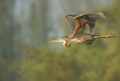 Purperreiger / Purple Heron