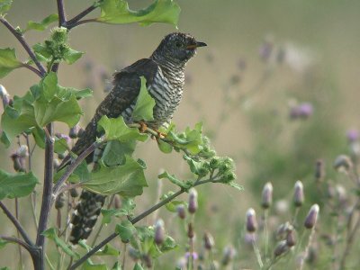 Koekoek / Common Cuckoo