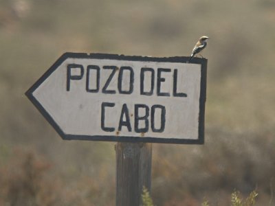 Westelijke Blonde Tapuit / Black-eared Wheatear