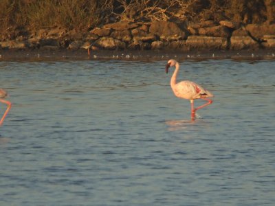 Kleine Flamingo / Lesser Flamingo