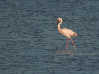 Kleine Flamingo / Lesser Flamingo