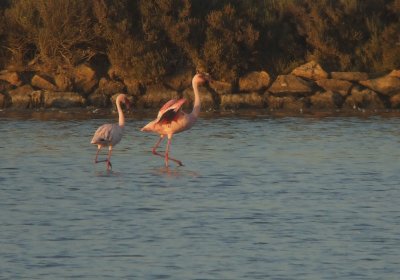 Kleine Flamingo / Lesser Flamingo