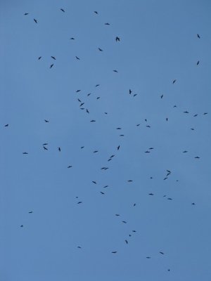 Zwarte wouwen / Black Kites