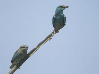 Scharrelaar / European Roller