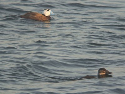 Witkopeend / White-headed Duck