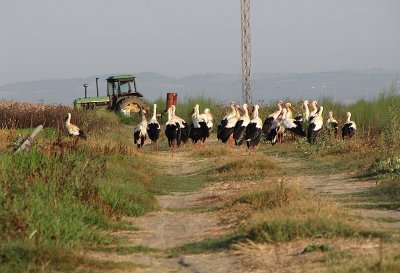 Ooievaar / White Storks