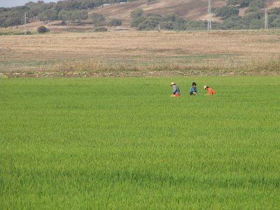 Rice fields