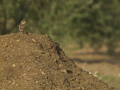 Roodkopklauwier / Woodchat Shrike