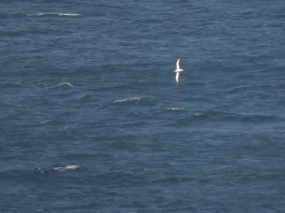 Kuhls Pijlstormvogel