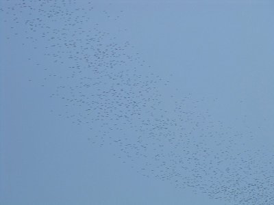 Ooievaars / White Storks