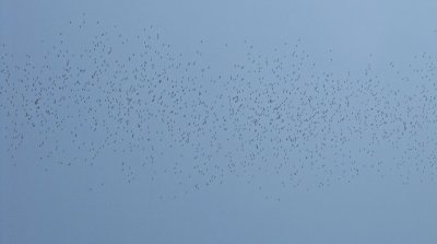 Ooievaar / White Stork