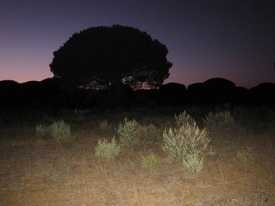 Habitat Moorse Nachtzwaluw