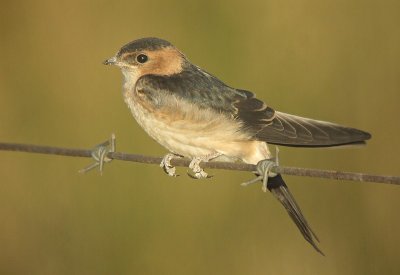 Roodstuitzwaluw / Red--rumped Swallow